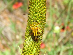 Typocerus octonotatus