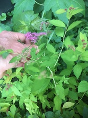 Spiraea