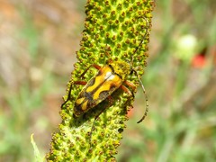 Typocerus octonotatus