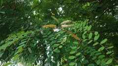 Adenanthera microsperma