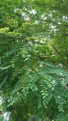 Adenanthera microsperma