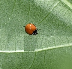 Cycloneda sanguinea limbifer