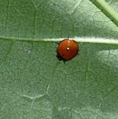 Cycloneda sanguinea limbifer