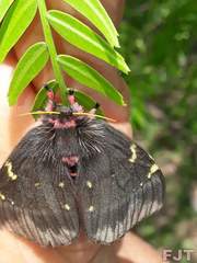 Paradirphia semirosea