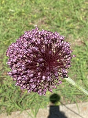 Allium ampeloprasum