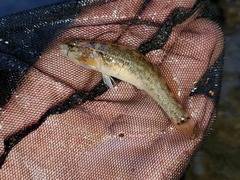 Etheostoma crossopterum