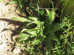 Eryngium agavifolium
