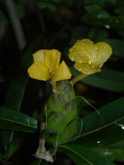 Barleria lupulina