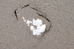 Lithothamnion glaciale