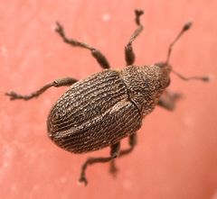 Ceutorhynchus typhae