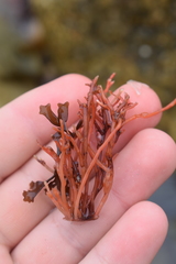 Solieriaceae
