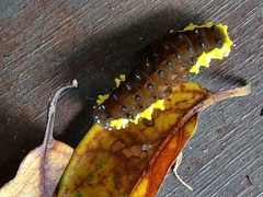 Gynautocera rubriscutellata