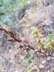 Castilleja affinis affinis