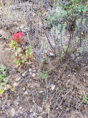 Castilleja affinis affinis