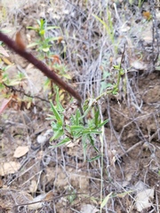 Castilleja affinis affinis