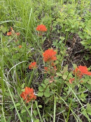 Castilleja hispida