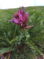 Astragalus danicus