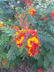Caesalpinia pulcherrima