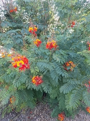 Caesalpinia pulcherrima