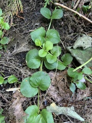 Lysimachia nummularia