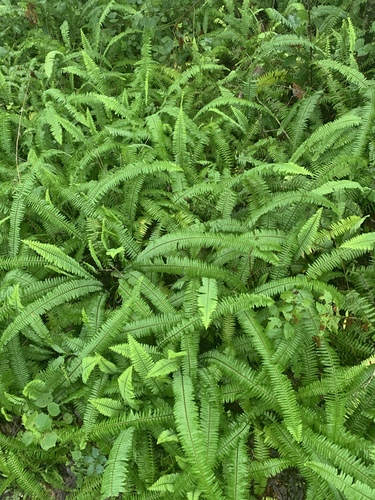 Nephrolepis exaltata