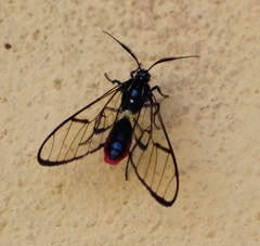 Argyroeides ophion
