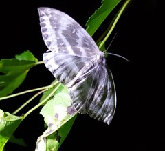 Cyclidia substigmaria