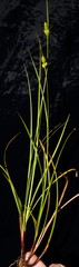 Carex complanata