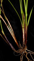 Carex complanata