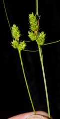 Carex complanata