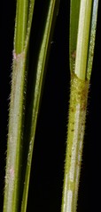 Carex complanata