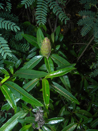 Hop-headed Barleria