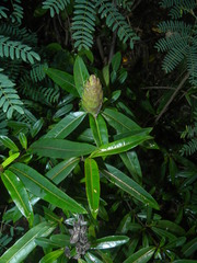 Barleria lupulina