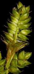 Carex complanata