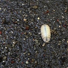 Porcellio laevis