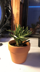 Magnoliopsida