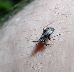 Orthocephalus funestus