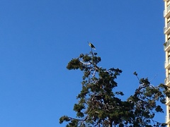 Psittacara erythrogenys