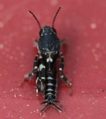 Ellipes minuta