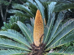 Cycas revoluta