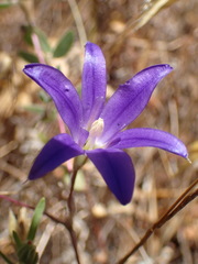 Brodiaea terrestris