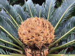 Cycas revoluta