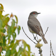 Pyrope pyrope fortis