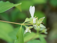 Philadelphus inodorus