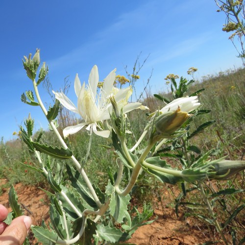 Mentzelia nuda