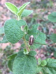 Odiellus troguloides