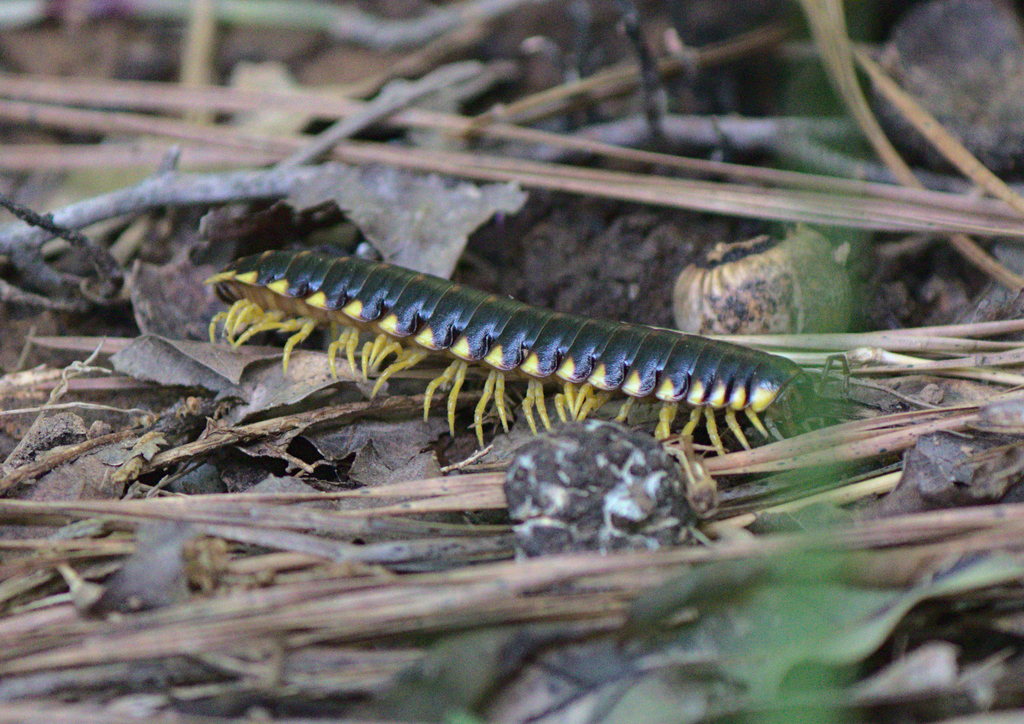 Black-and-gold Flat Millipede