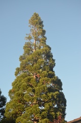 Calocedrus