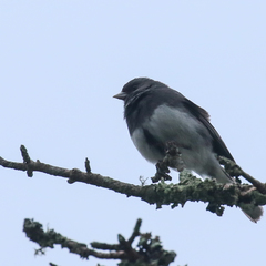 Junco hyemalis carolinensis