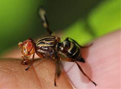 Idana marginata